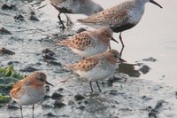 Red-necked Stint - Calidris ruficollis