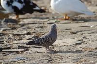 Spot-winged Pigeon - Patagioenas maculosa