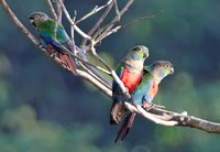 Crimson-bellied Parakeet - Pyrrhura perlata