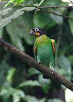 Orange-cheeked Parrot - Pionopsitta barrabandi