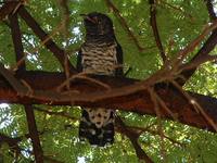 Red-chested Cuckoo - Cuculus solitarius