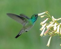 Versicolored Emerald - Agyrtria versicolor