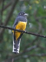 Violaceous Trogon - Trogon violaceus