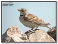 Calandra Lark - Melanocorypha calandra