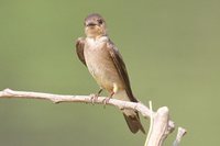 Southern Rough-winged Swallow - Stelgidopteryx ruficollis