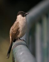 Sooty-headed Bulbul - Pycnonotus aurigaster