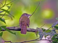 Gray-cheeked Bulbul - Alophoixus bres