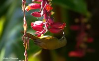 Green-tailed Sunbird - Aethopyga nipalensis