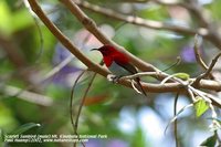 Temminck's Sunbird - Aethopyga temminckii