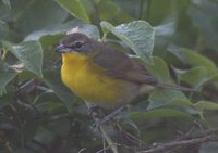 Yellow-breasted Chat - Icteria virens