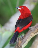 Brazilian Tanager - Ramphocelus bresilius