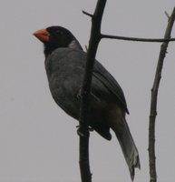 Black-cowled Saltator - Saltator nigriceps