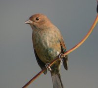 Indigo Bunting - Passerina cyanea