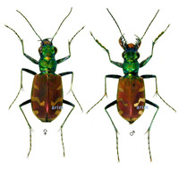 주홍길앞잡이 - Cicindela coerulea shantungensis