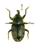 Pharcidobaris svorovi - 극동애바구미