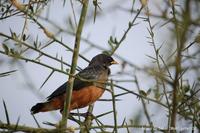Chestnut-bellied Starling ?? Thierry Helsens