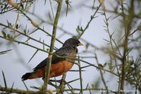 Chestnut-bellied Starling ?? Thierry Helsens