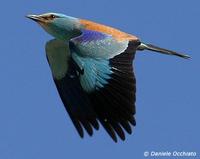 European Roller