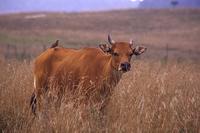 Banteng (female)