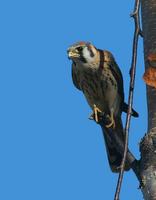 American Kestrel