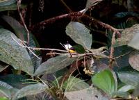 White-collared Manakin  