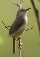Tawny-flanked Prinia