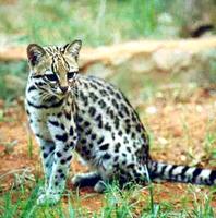 Gato do mato pequeno (Leopardus tigrinus): Mamífero,