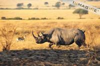 Black Rhinoceros (Diceros bicornis) photo