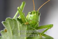 Great green bush cricket ( Tettigonia viridissima ) stock photo