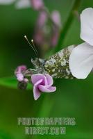 Orange Tip Butterfly ( Anthocharis cardamines ) hiding on wild sweet rocket flower ( 07 5128 ) s...