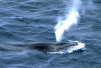 Bryde's whale