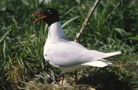 Racek cernohlavy (Larus melanocephalus)