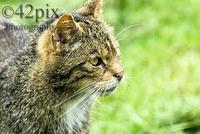 The Scottish Wild Cat is today found only in the highlands of Scotland