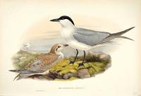 Richter after Gould Gull-billed Tern (Gelochelidon anglica)