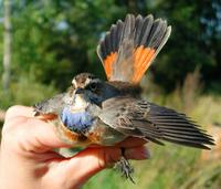 Bluethroat (Luscinia svecica), male