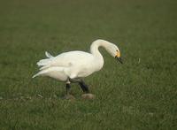 Bewick's Swan (Cygnus columbianus)