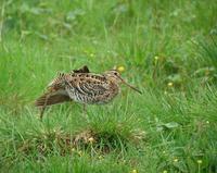 Great Snipe (Gallinago media)