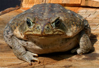 : Bufo marinus; Cane Toad