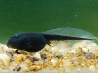 : Bufo pombali