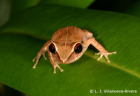 : Eleutherodactylus antillensis; Coqu