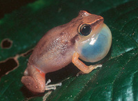 : Eleutherodactylus schwartzi; Virgin Islands Frog