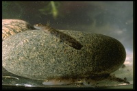 : Hynobius chinensis; Chinese Salamander