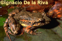 : Leptodactylus leptodactyloides