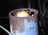 : Osteopilus septentrionalis; Cuban Treefrog