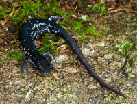 : Plethodon cylindraceus; White-spotted Slimy Salamander