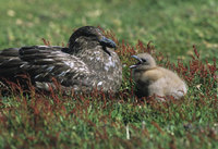 : Catharacta antarctica; Southern Skua