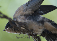 : Hirundo rustica; Barn Swallow