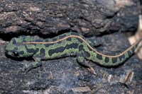 : Triturus marmoratus pygmaeus; Marbeled Newt