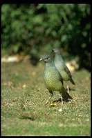 : Ptilonorhychus violaceus; Satin Bowerbird