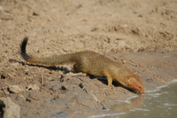 : Galerella sanguinea; Slender Mongoose